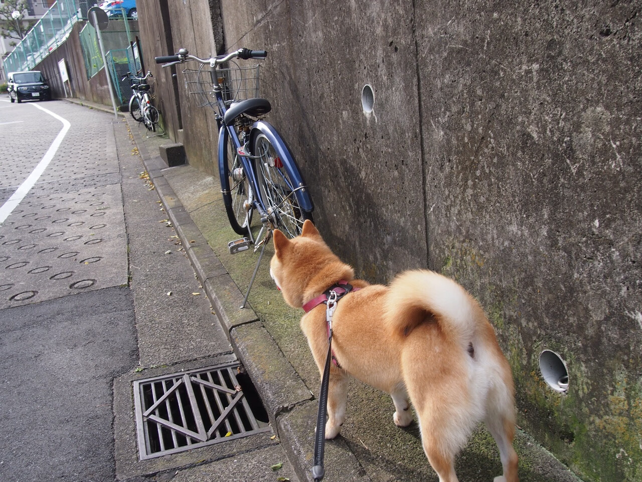 羽坛奇观，印尼铁骑横扫法兰西，石宇奇独舞铸就统治力