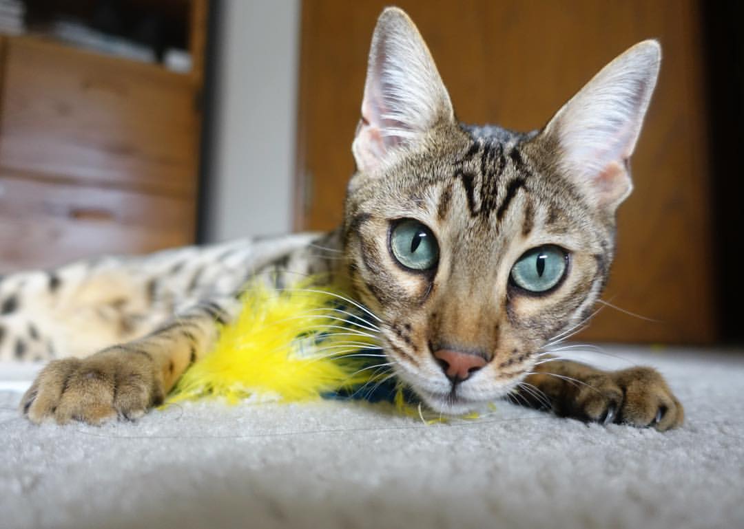 暗涌与烈焰，当印尼绝杀日本，李梓嘉独自燃烧的孤勇