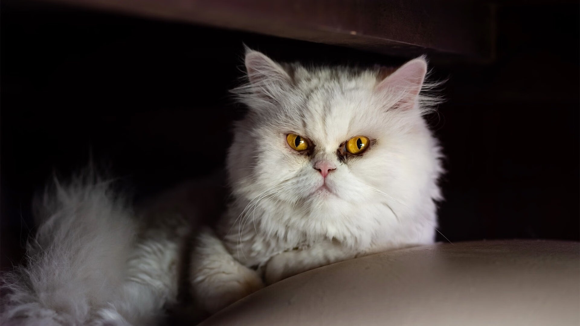 龙吟纽约，周琦三分如雨，猛龙主场力克尼克斯