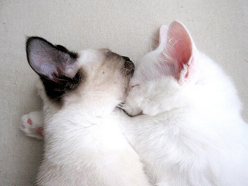 唯一性的闪光，当基米希的惊世远射成为瑞士与AC米兰的永恒一瞬