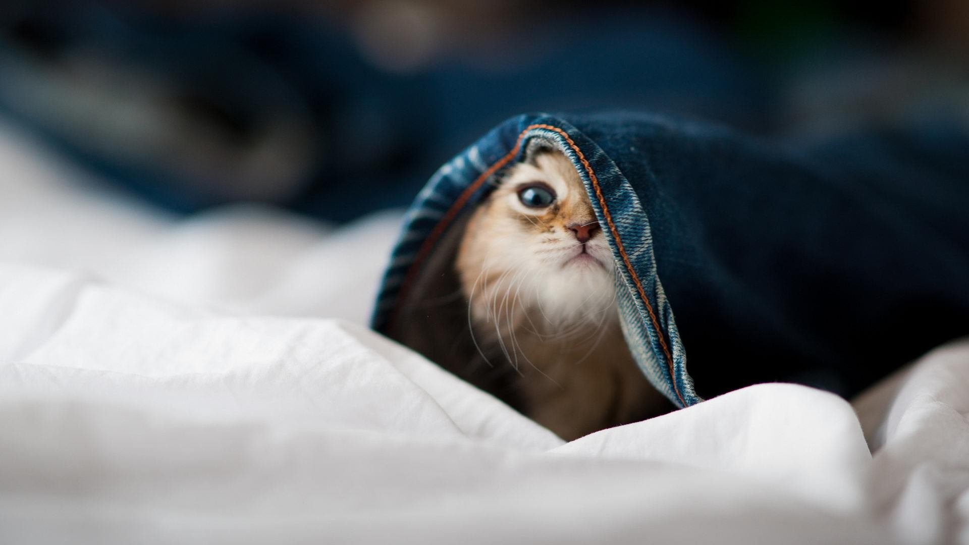 北欧神话续写，当瑞典遇见威尔士，伊布在关键回合从不妥协的艺术