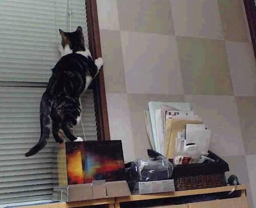 星火与冠冕,格纳布里,今夜请为拜仁点燃