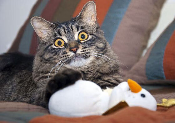 轰下37分+致命封盖!奇才爆冷打穿雷霆,杰伦·格林化身关键先生