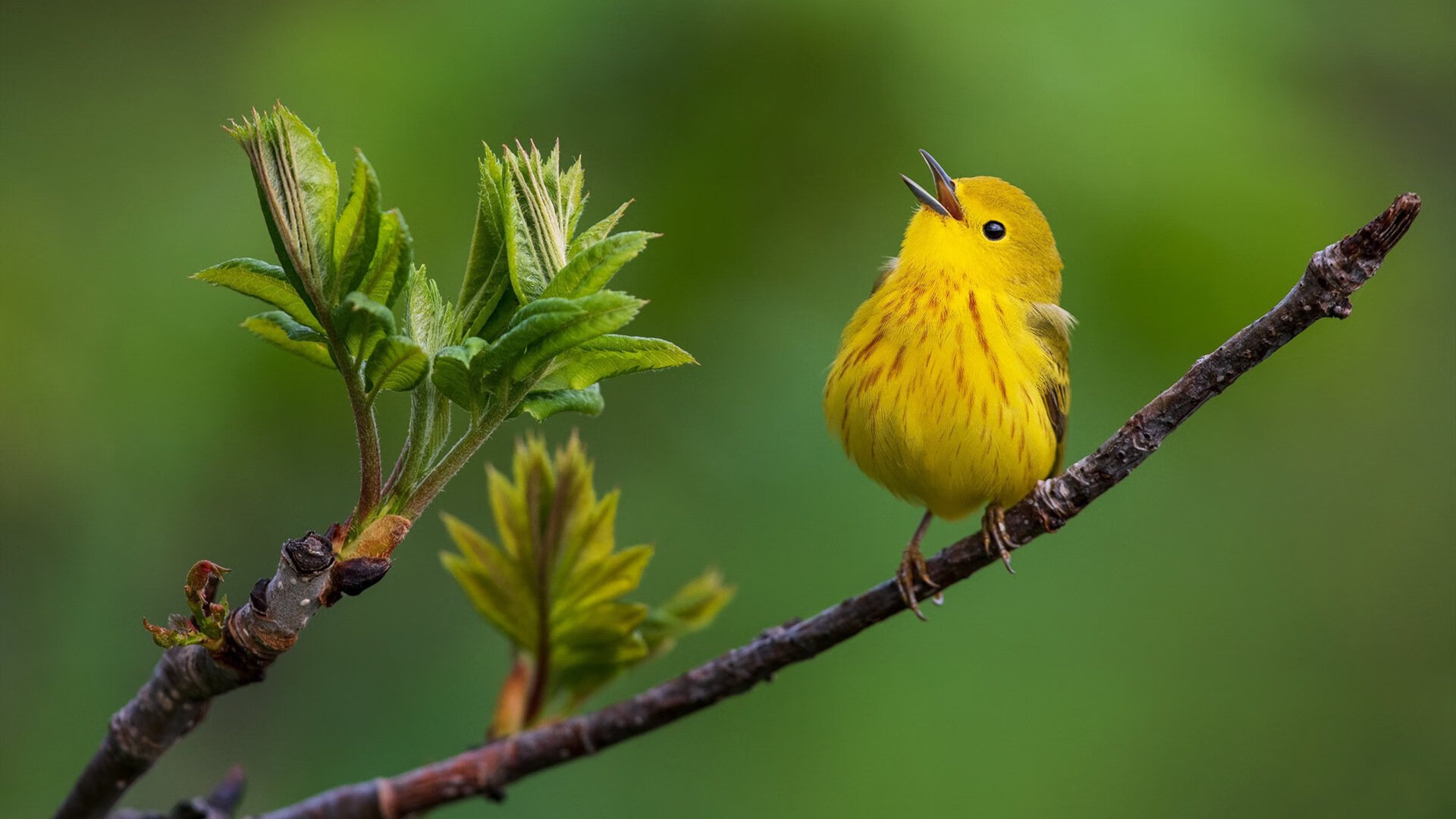 孤星燎原与荆棘破阵，当东契奇的神迹遇上步行者的铁血