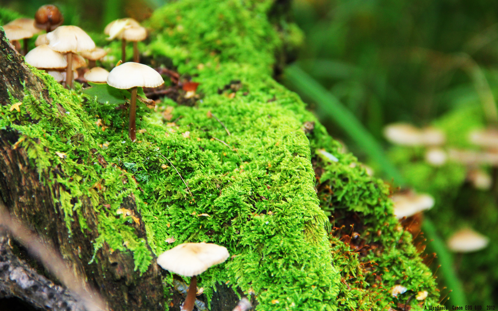 历史性的胜利，楚阿梅尼一球定乾坤，尼斯终结拜仁神话