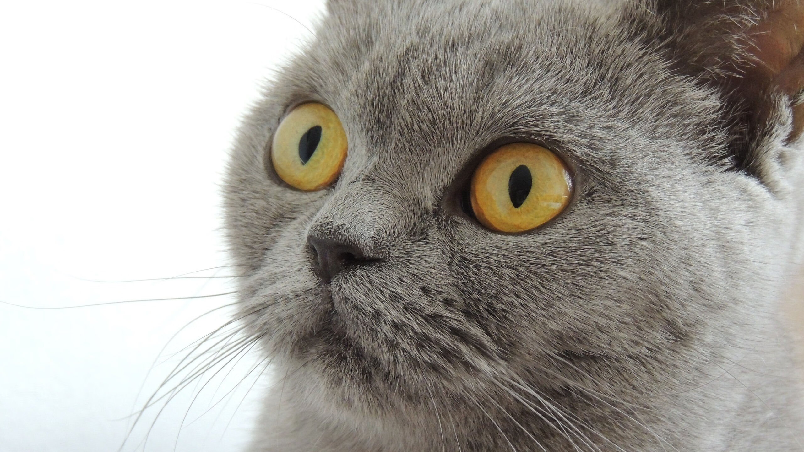 米切尔45分点燃麦迪逊,一人之力撕裂尼克斯防线