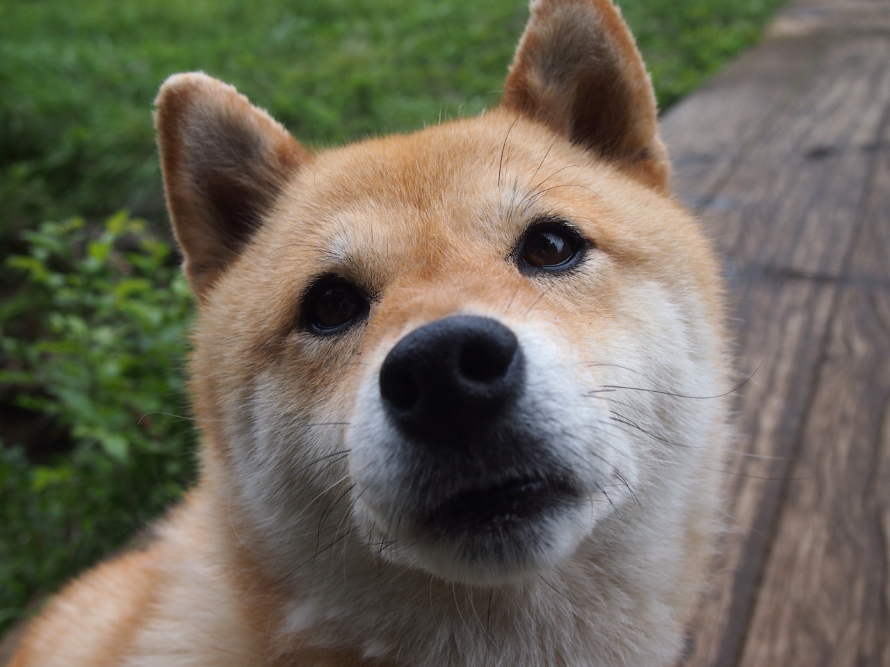 法比尼奥，精密仪器的心脏，瑞士钟表匠的胜利交响