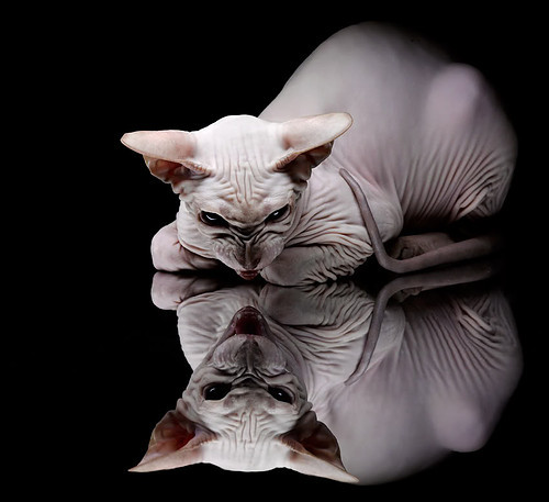 提线木偶大师，英格拉姆如何用指尖操纵一场雄鹿与黄蜂的棋局