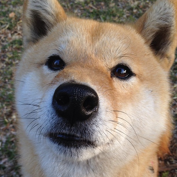 热泪为证，当广厦翻盘遇上范弗利特时刻