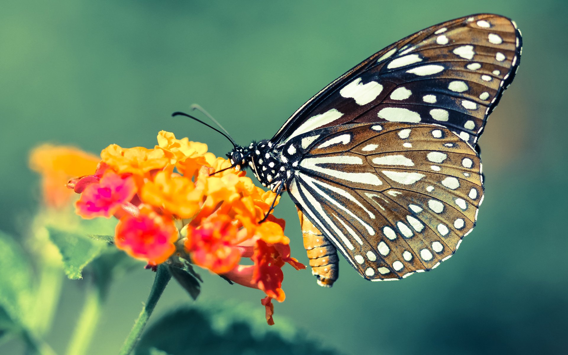 西决式生死战!比利亚雷亚尔用技术暴雨横扫澳大利亚高地