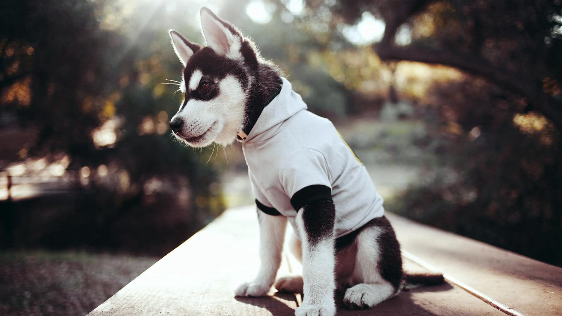 用敌人的武器打败敌人,当武切维奇在湖人热火之战中成为致命卧底