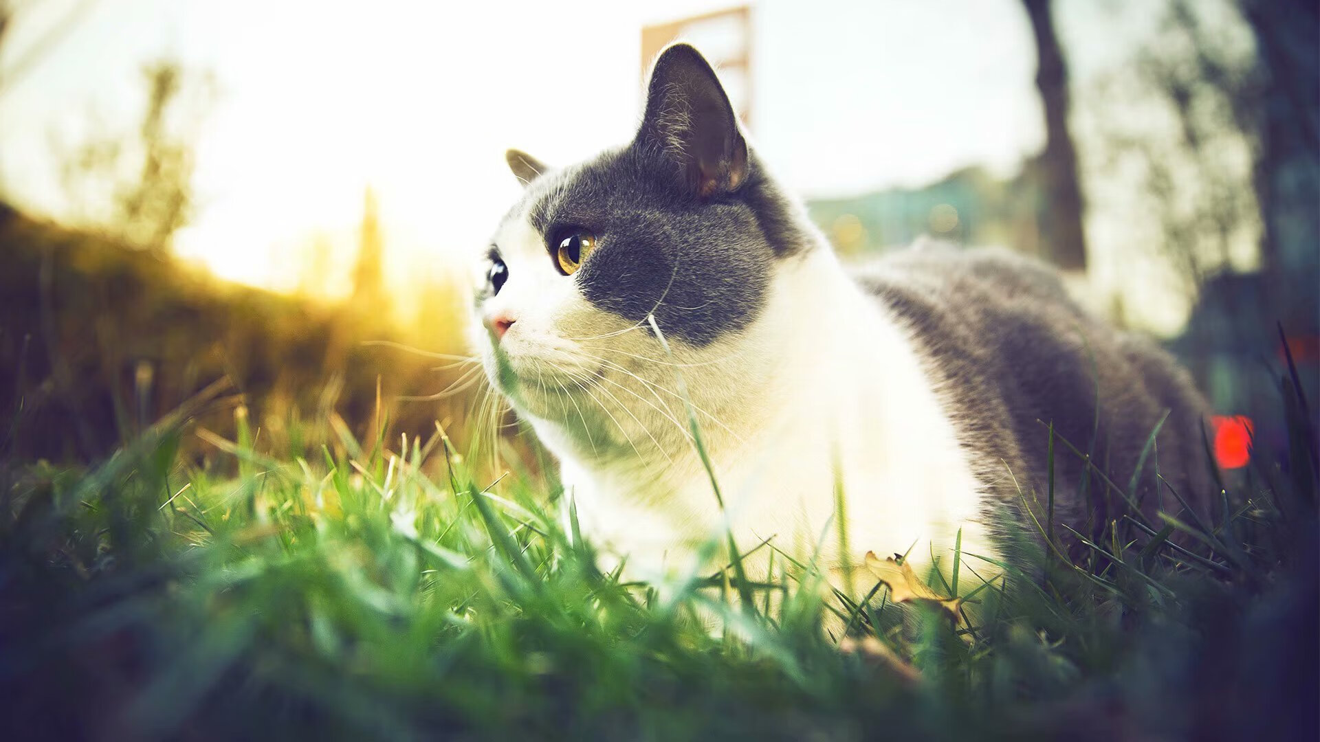 爱游戏官方-静默中的爆发，拉什福德与彩虹之国的足球密码