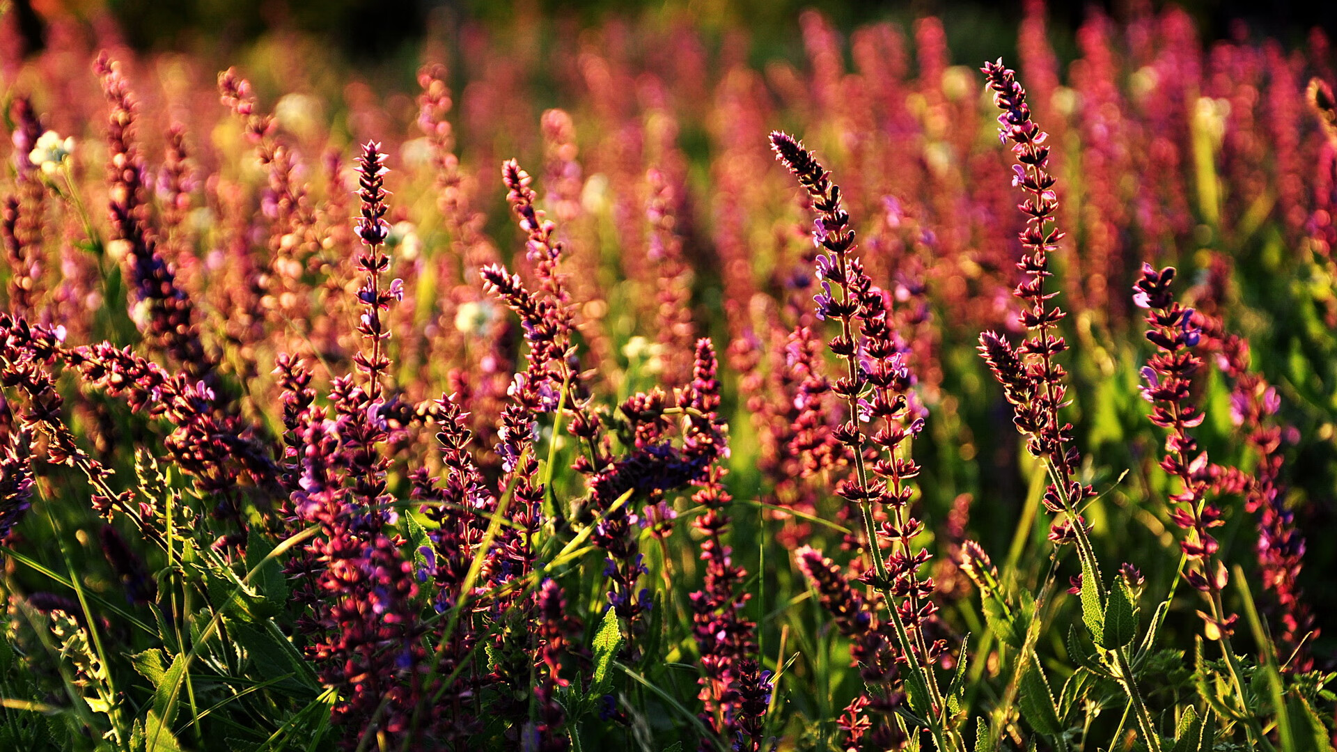 破次元的对决，独行侠绝境之下，新星切特封神战广厦