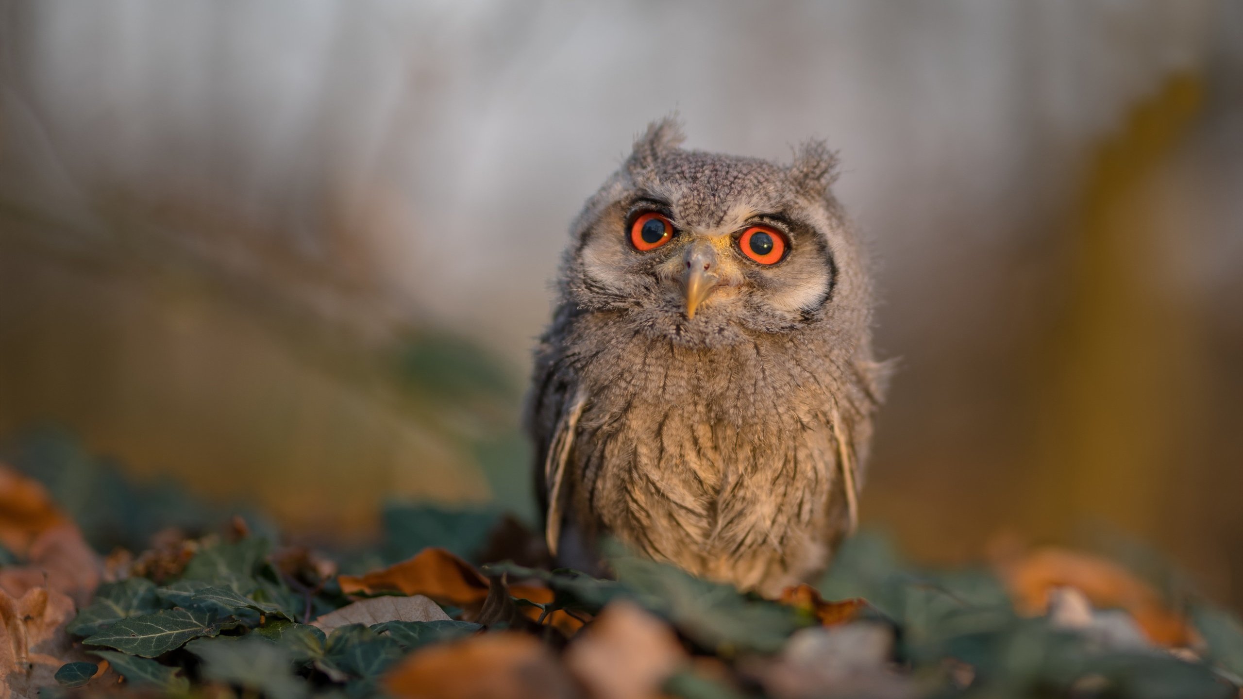 战术棋盘上的绝对统治，尼克斯用钢铁防守绞杀快船，爱德华兹满分赞叹成最佳注脚